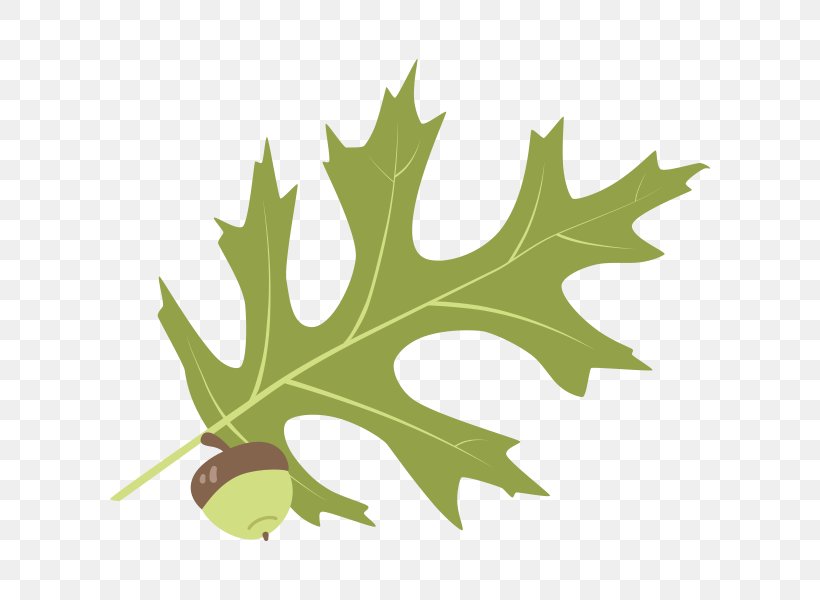 Liriodendron Tulipifera Leaf Bur Oak Eastern Red Cedar Sweetgum, PNG, 600x600px, Liriodendron Tulipifera, Arbor Day Foundation, Birch, Branch, Bur Oak Download Free