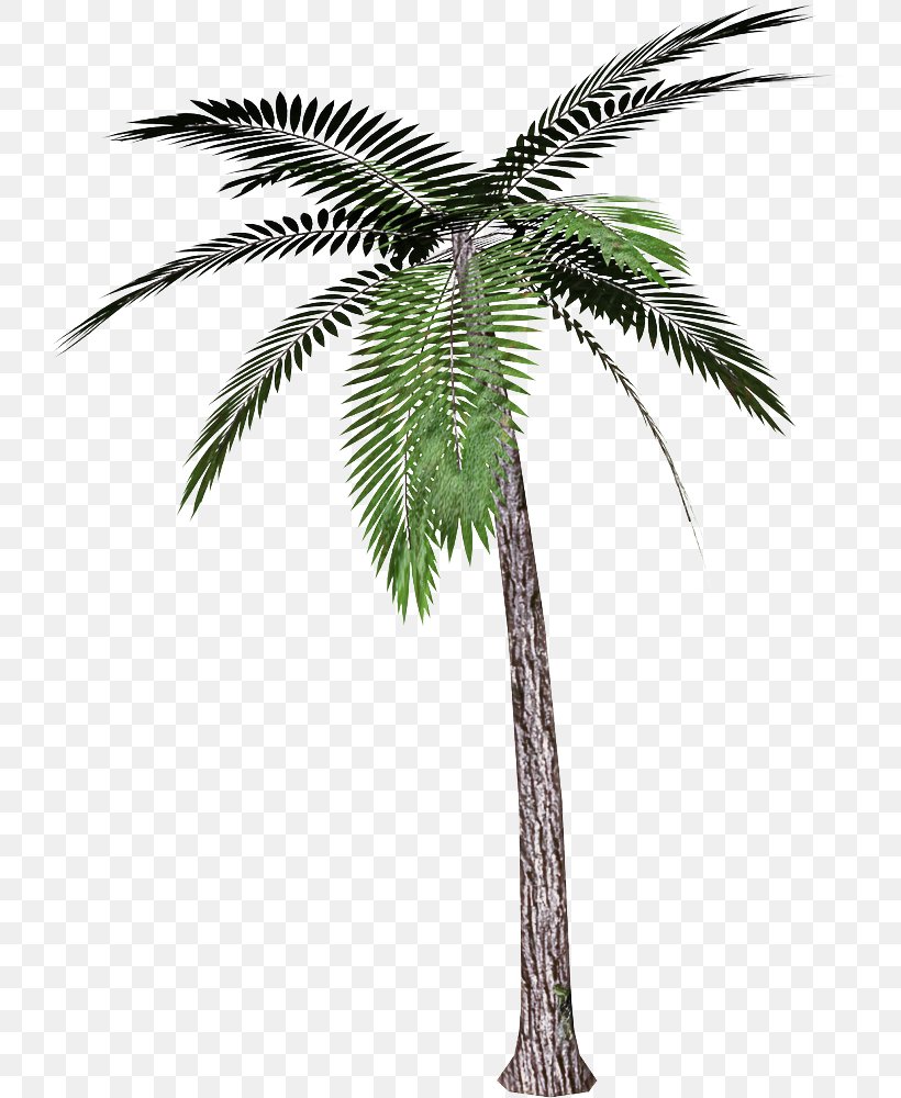 Palm Tree, PNG, 731x1000px, Tree, Arecales, Coconut, Date Palm, Elaeis Download Free