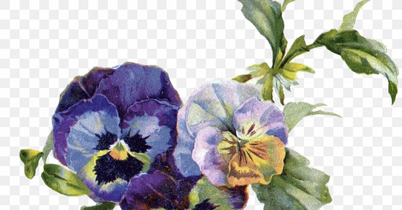 Pansy Flower Viola Pedunculata Clip Art, PNG, 1097x576px, Pansy, Cut Flowers, Equestria Daily, Flower, Flowering Plant Download Free