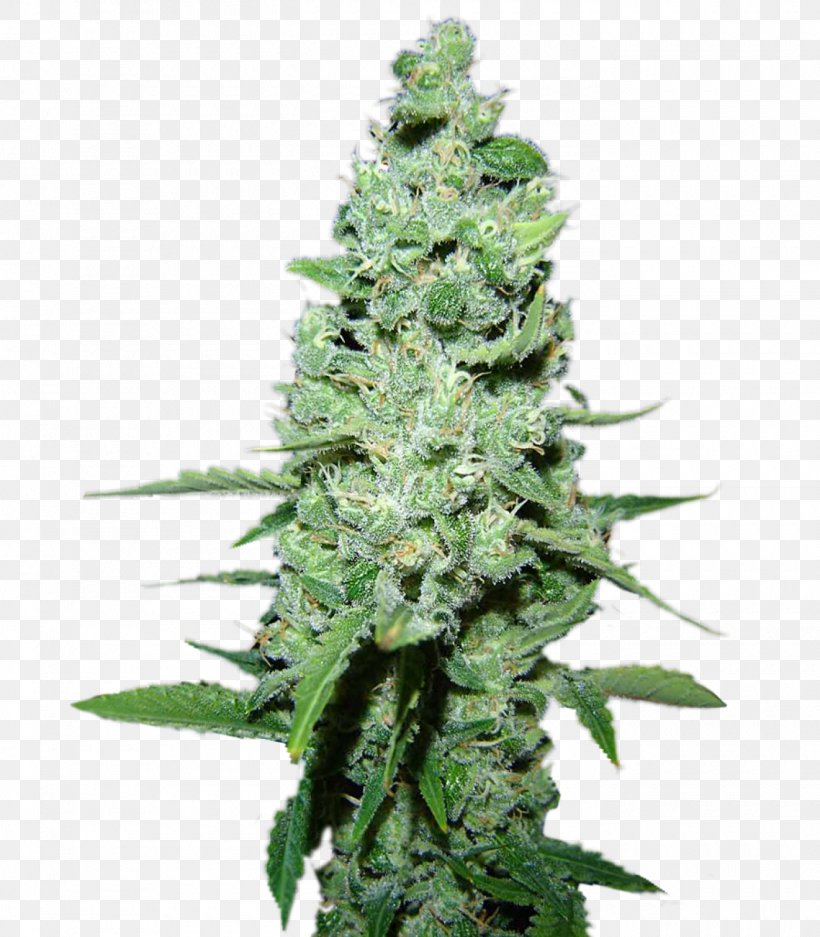 Skunk Cannabis Cup AK-47 Cultivar Cannabis Sativa, PNG, 1400x1600px, Skunk, Aretus, Assault Rifle, Autoflowering Cannabis, Cannabis Download Free