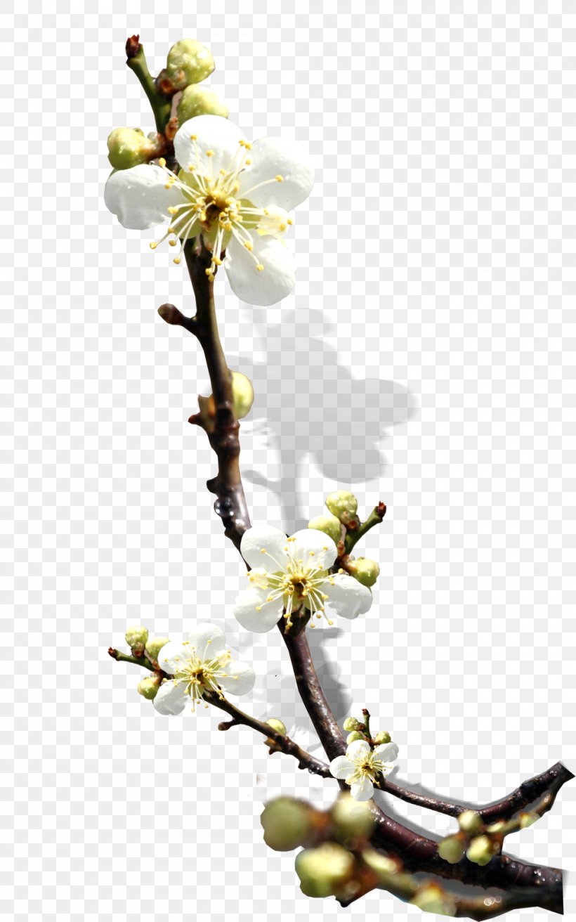 South Korea Download, PNG, 1000x1600px, South Korea, Blossom, Branch, Cherry Blossom, Floral Design Download Free