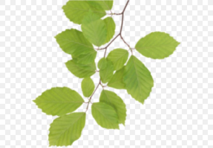 Birch Tree, PNG, 583x570px, Leaf, Branch, Elm, Flower, Plant Download Free