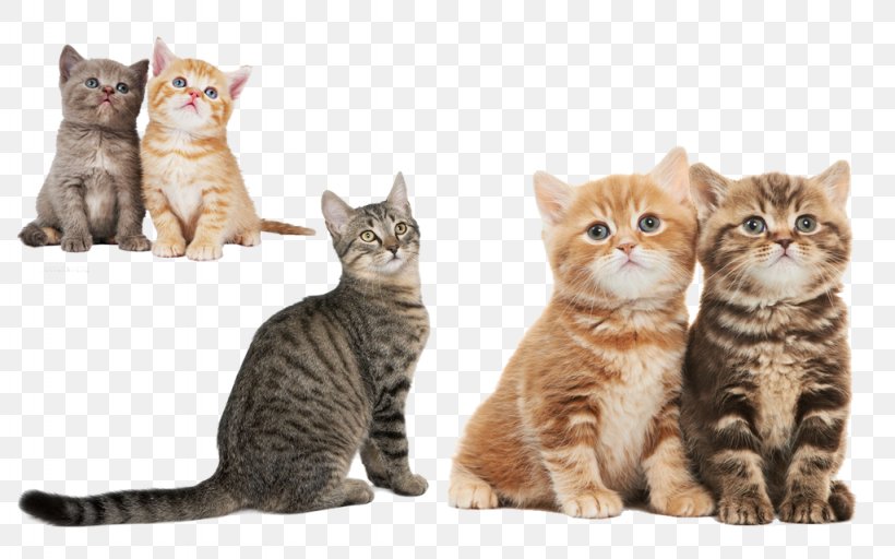 Cat Kitten Dog Pet Sitting Puppy, PNG, 1024x640px, Cat, American Shorthair, American Wirehair, Animal, Animal Shelter Download Free