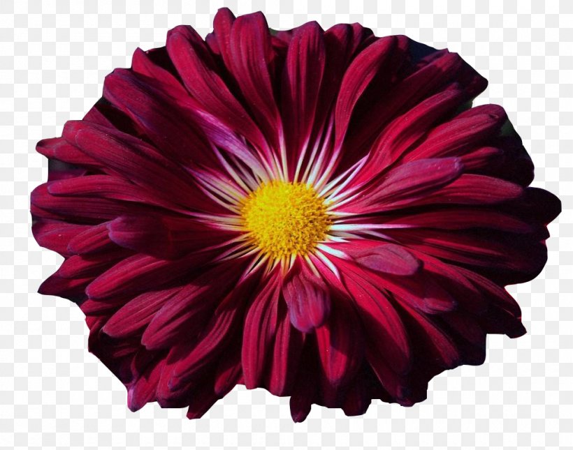 Transvaal Daisy Chrysanthemum Petal, PNG, 1000x787px, Transvaal Daisy, Bud, Chrysanthemum, Chrysanths, Concepteur Download Free