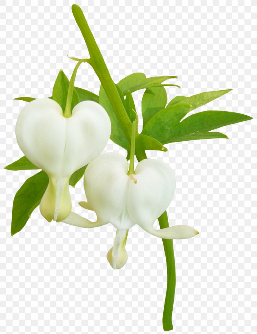 Cut Flowers Green Fleur Blanche White, PNG, 1188x1545px, Cut Flowers, Bract, Branch, Fleur Blanche, Flower Download Free