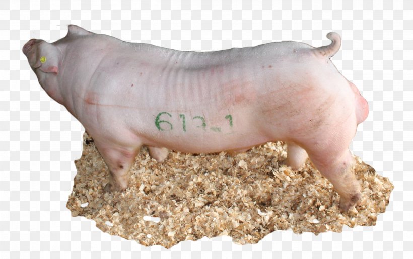 Domestic Pig Pig's Ear Livestock Snout, PNG, 2703x1700px, Pig, Animal, Domestic Pig, Ear, Livestock Download Free