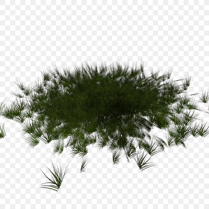 Fir Spruce Pine Conifers Lawn, PNG, 1280x1280px, Fir, Branch, Conifer, Conifer Cone, Conifers Download Free