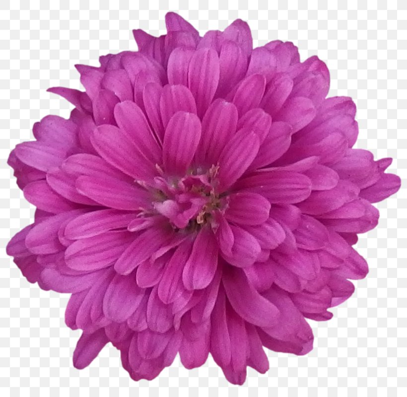 Flower Chrysanthemum Purple Stock Photography, PNG, 800x800px, Flower, Annual Plant, Aster, Chrysanthemum, Chrysanths Download Free