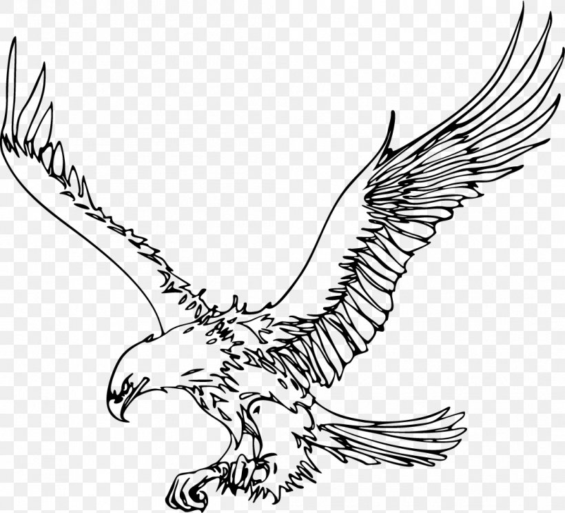 Bald Eagle Bird Drawing Clip Art, PNG, 1056x959px, Bald Eagle, Art, Artwork, Beak, Bird Download Free