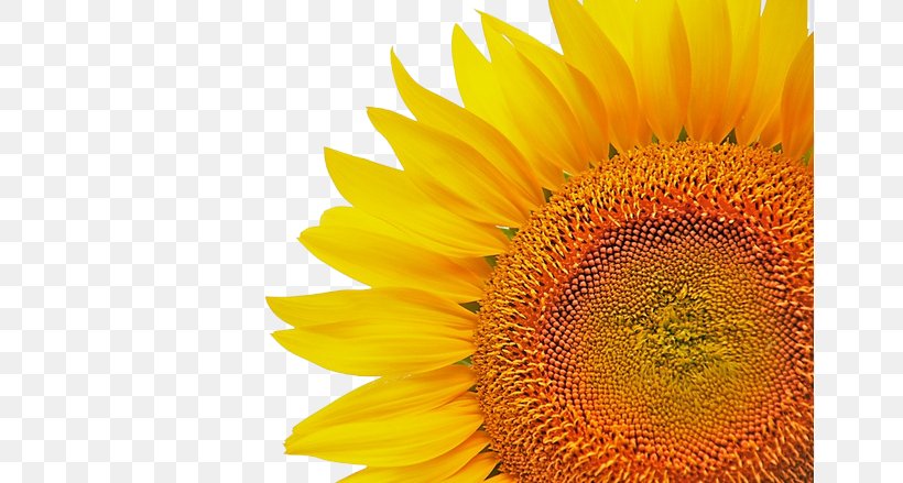 Common Sunflower Download Icon, PNG, 658x439px, Common Sunflower, Daisy Family, Flower, Flowering Plant, Google Images Download Free