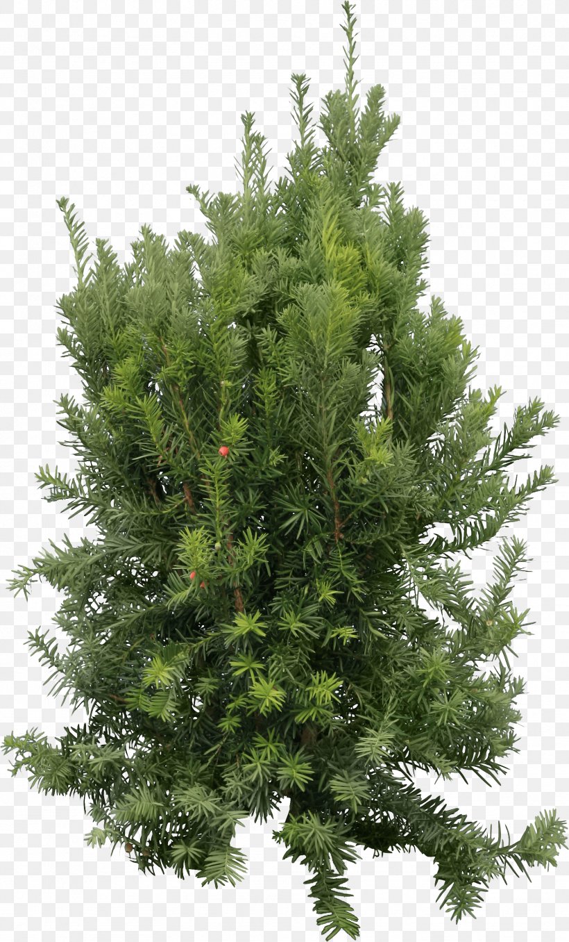Fir Pine Cedar Tree, PNG, 1721x2846px, Fir, Biome, Branch, Cedar, Christmas Decoration Download Free