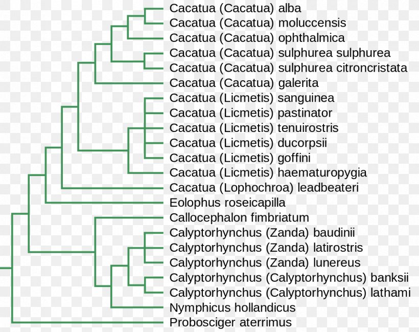 Major Mitchell's Cockatoo Phylogenetics Phylogenetic Tree Yellow-crested Cockatoo, PNG, 1200x951px, Cockatoo, Area, Cockatiel, Diagram, Document Download Free