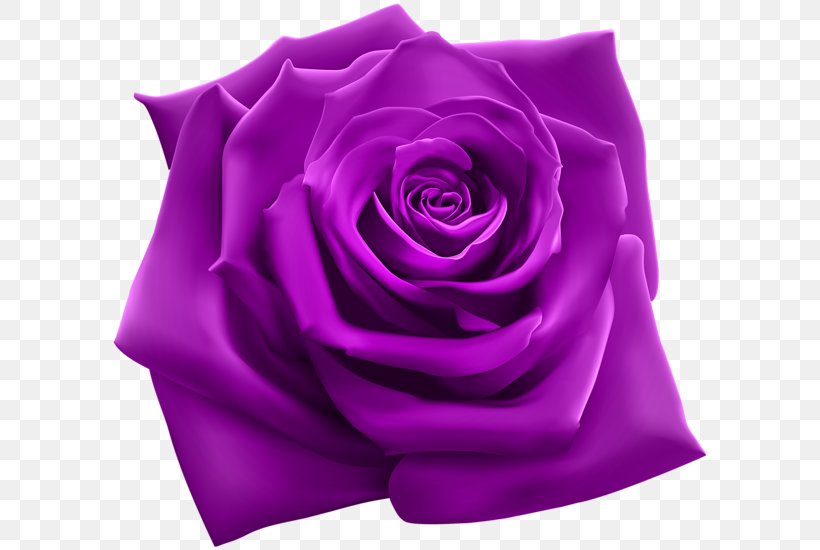 Rose Purple Clip Art, PNG, 600x550px, Rose, Blue, Blue Rose, Color, Cut Flowers Download Free