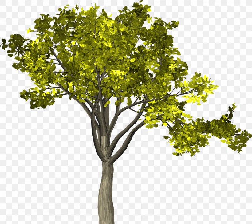 Senna Siamea Twig Golden Shower Tree Leaf, PNG, 1280x1139px, Senna Siamea, Branch, Cassia, Golden Shower Tree, Leaf Download Free