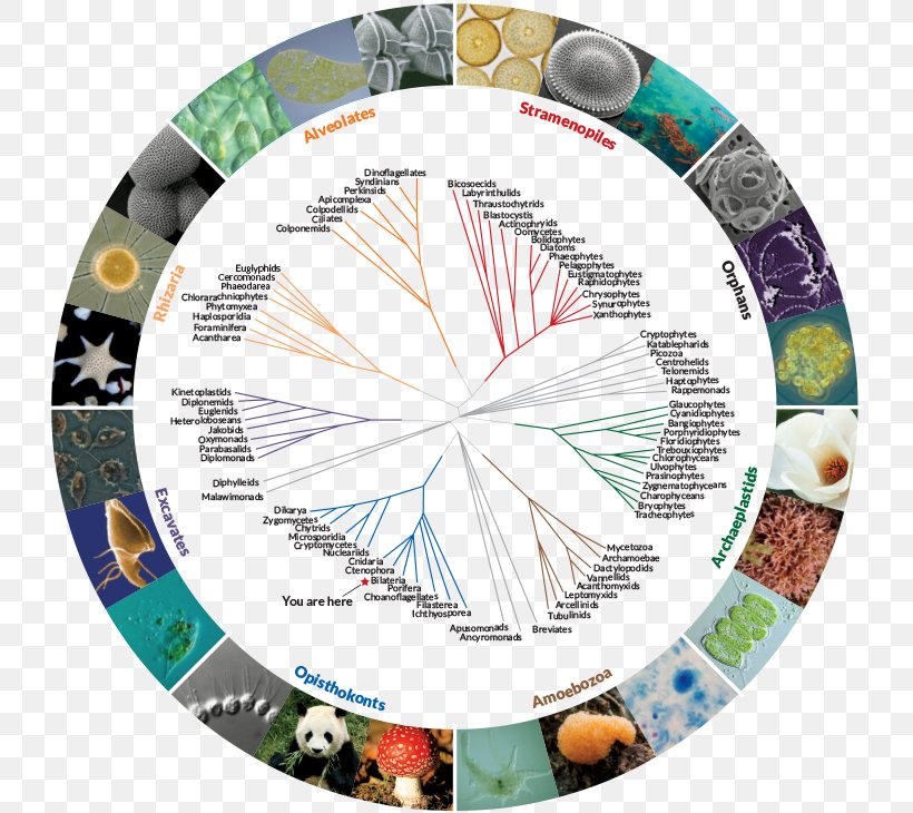 The Ancestor's Tale Tree Of Life Phylogenetic Tree Biology, PNG, 730x730px, Tree Of Life, Abiogenesis, Biodiversity, Biology, Dart Download Free