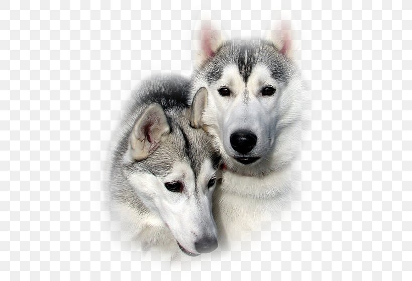 GIF Dog Image Blingee, PNG, 473x560px, Dog, Alaskan Klee Kai, Alaskan Malamute, Blingee, Blog Download Free