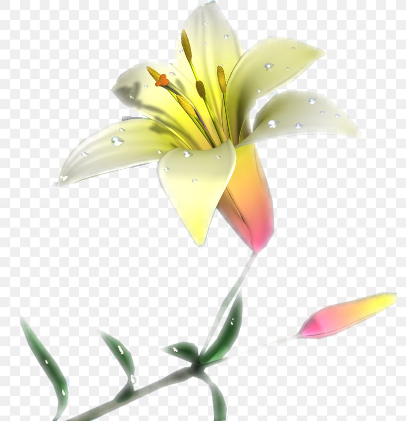 Lily Of The Incas Cut Flowers Plant Stem Close-up, PNG, 786x851px, Lily Of The Incas, Alstroemeriaceae, Closeup, Cut Flowers, Flora Download Free