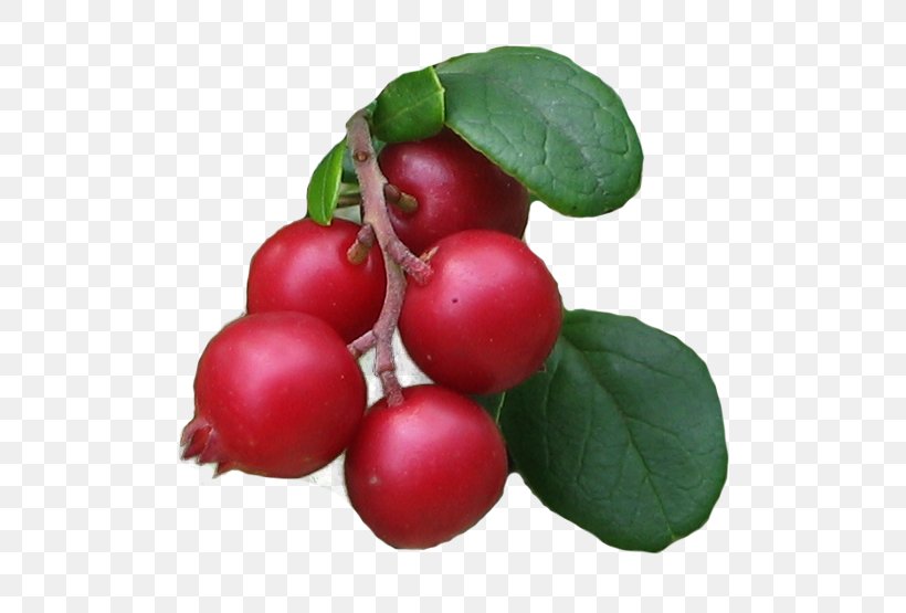 Lingonberry Barbados Cherry Food Cranberry Kona Coffee, PNG, 555x555px, Lingonberry, Acerola, Acerola Family, Barbados Cherry, Berry Download Free