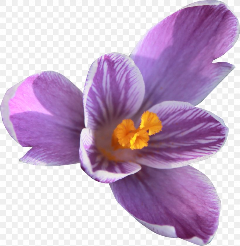 Plant Crocus Flower Violet Iridaceae, PNG, 1136x1167px, Plant, Crocus, Flower, Flowering Plant, Herbaceous Plant Download Free