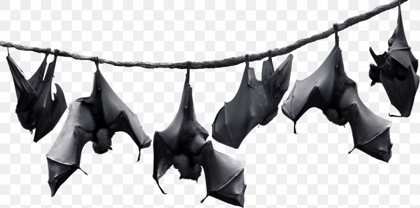Bat Stock Photography Hibernation Clip Art, PNG, 1600x794px, Bat, Black And White, Can Stock Photo, Flying Foxes, Hibernation Download Free