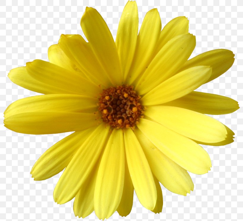 Common Sunflower Yellow Daisy Family Argyranthemum, PNG, 800x746px, Common Sunflower, Annual Plant, Argyranthemum, Barberton Daisy, Calendula Download Free