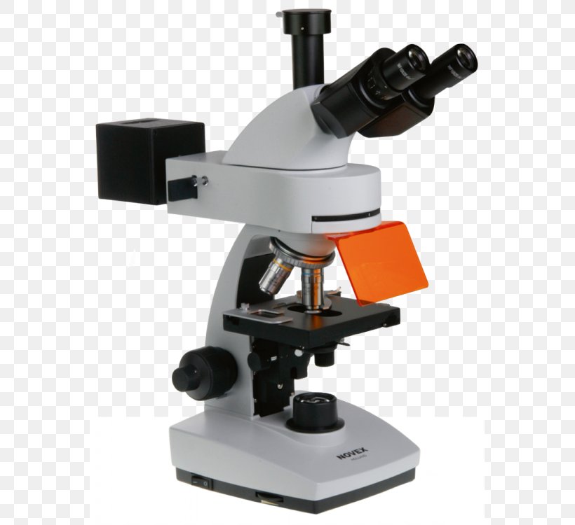 Fluorescence Microscope Eyepiece Microscopy, PNG, 563x750px, Microscope, Biology, Carl Zeiss, Cell, Eyepiece Download Free