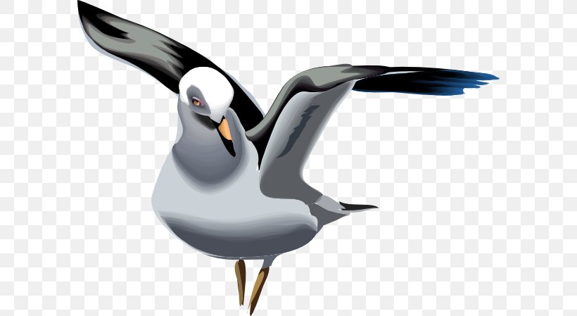 Gulls Great Black-backed Gull Bird European Herring Gull Clip Art, PNG, 600x449px, Gulls, American Herring Gull, Beak, Bird, Charadriiformes Download Free