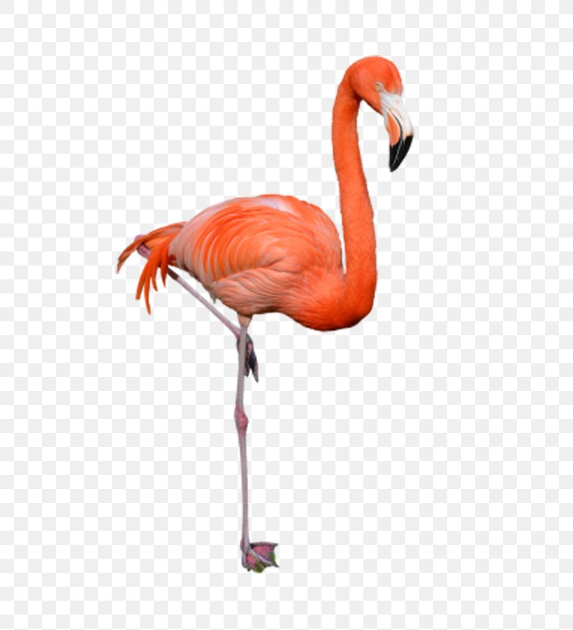 Phoenicopteridae Bird Flamingo Clip Art, PNG, 600x902px, Watercolor, Cartoon, Flower, Frame, Heart Download Free