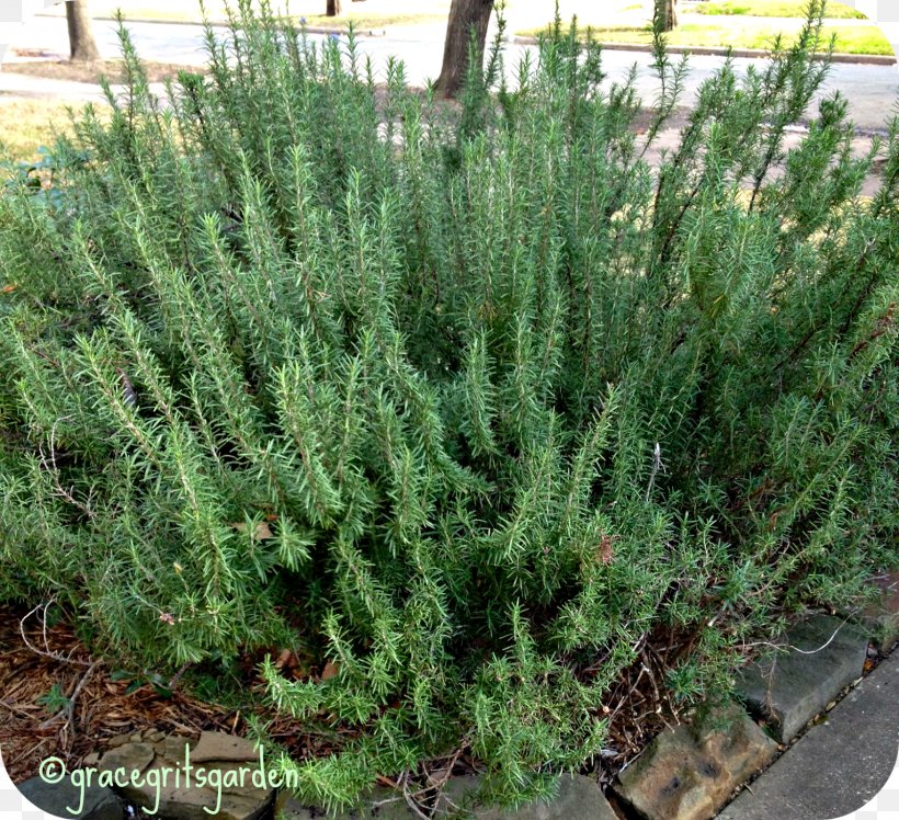 Shrubland Tree Herb Rosemary, PNG, 1600x1460px, Shrub, Biome, Evergreen, Groundcover, Herb Download Free