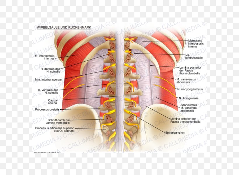 Vertebral Column Spinal Cord Lumbar Vertebrae Anatomy Rachis, PNG, 600x600px, Watercolor, Cartoon, Flower, Frame, Heart Download Free