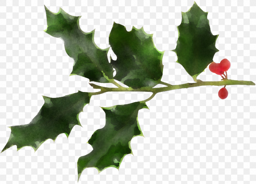 Christmas Holly Ilex Holly, PNG, 1300x936px, Christmas Holly, American Holly, Black Maple, Black Oak, Branch Download Free