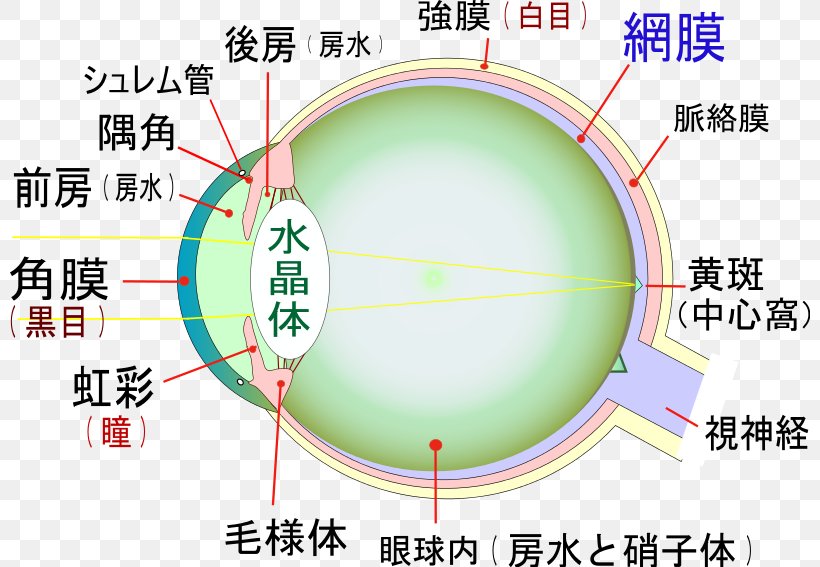 Eye Visual Impairment Macula Of Retina Lens Optic Nerve, PNG, 800x567px, Eye, Area, Birth Defect, Blindness, Green Download Free