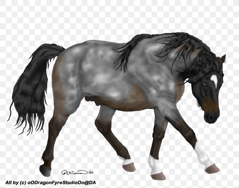 Mane Mustang Stallion Mare Pony, PNG, 800x646px, Mane, Bridle, Colt, Dog Harness, Halter Download Free