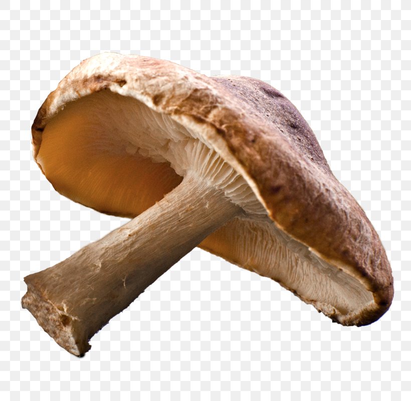 Shiitake Edible Mushroom Common Mushroom Fungus, PNG, 800x800px, Shiitake, Agaricaceae, Common Mushroom, Cream Of Mushroom Soup, Edible Mushroom Download Free