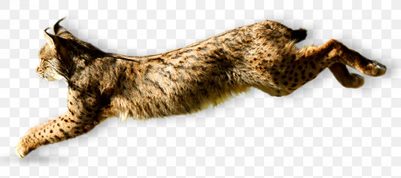 Whiskers Wildcat Iberian Lynx Iberian Peninsula, PNG, 900x400px, Whiskers, Animal Figure, Carnivoran, Cat, Cat Like Mammal Download Free