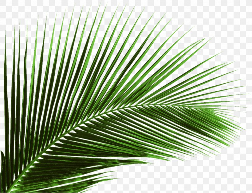 Arecaceae Leaf Palm Branch Tree, PNG, 1280x981px, Arecaceae, Arecales, Coconut, Date Palm, Dicotyledon Download Free