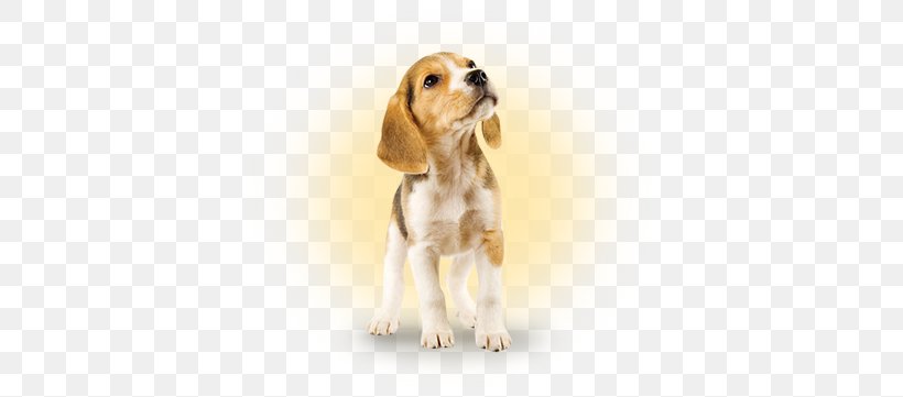 Beagle Puppy Jack Russell Terrier French Bulldog Miniature Schnauzer, PNG, 376x361px, Beagle, Carnivoran, Companion Dog, Cuteness, Dalmatian Dog Download Free