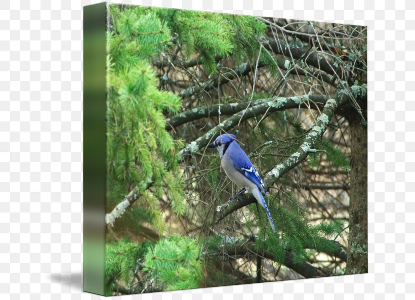 Blue Jay Fauna Flora Ecosystem Gallery Wrap, PNG, 650x593px, Blue Jay, Art, Beak, Bird, Bluebird Download Free