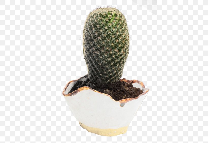 Cactaceae Flowerpot, PNG, 500x566px, Cactaceae, Barbary Fig, Cactus, Caryophyllales, Digital Image Download Free