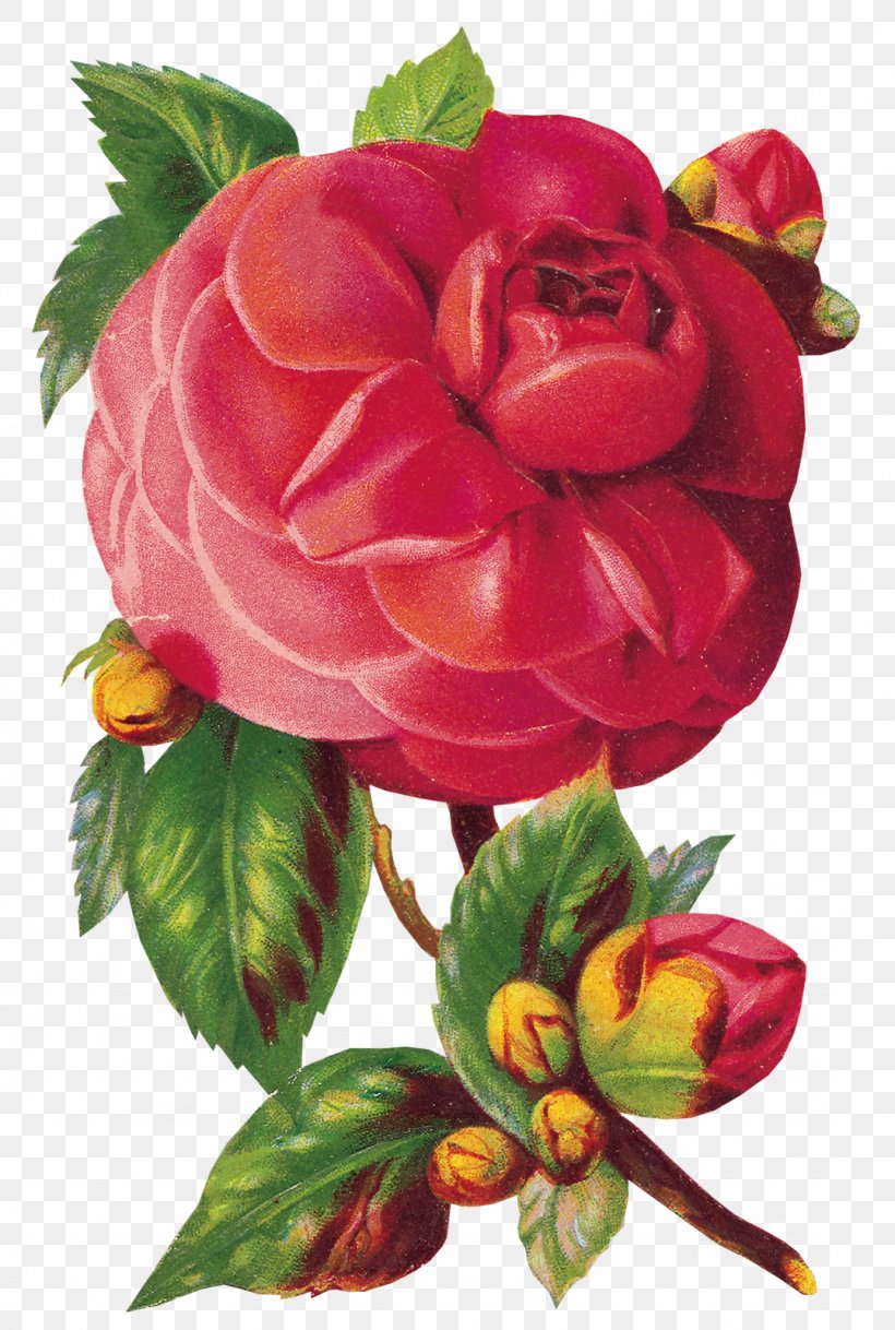 Flower Rose Valley, Bulgaria, PNG, 1077x1600px, Flower, Art, Askartelu, Begonia, Creativity Download Free