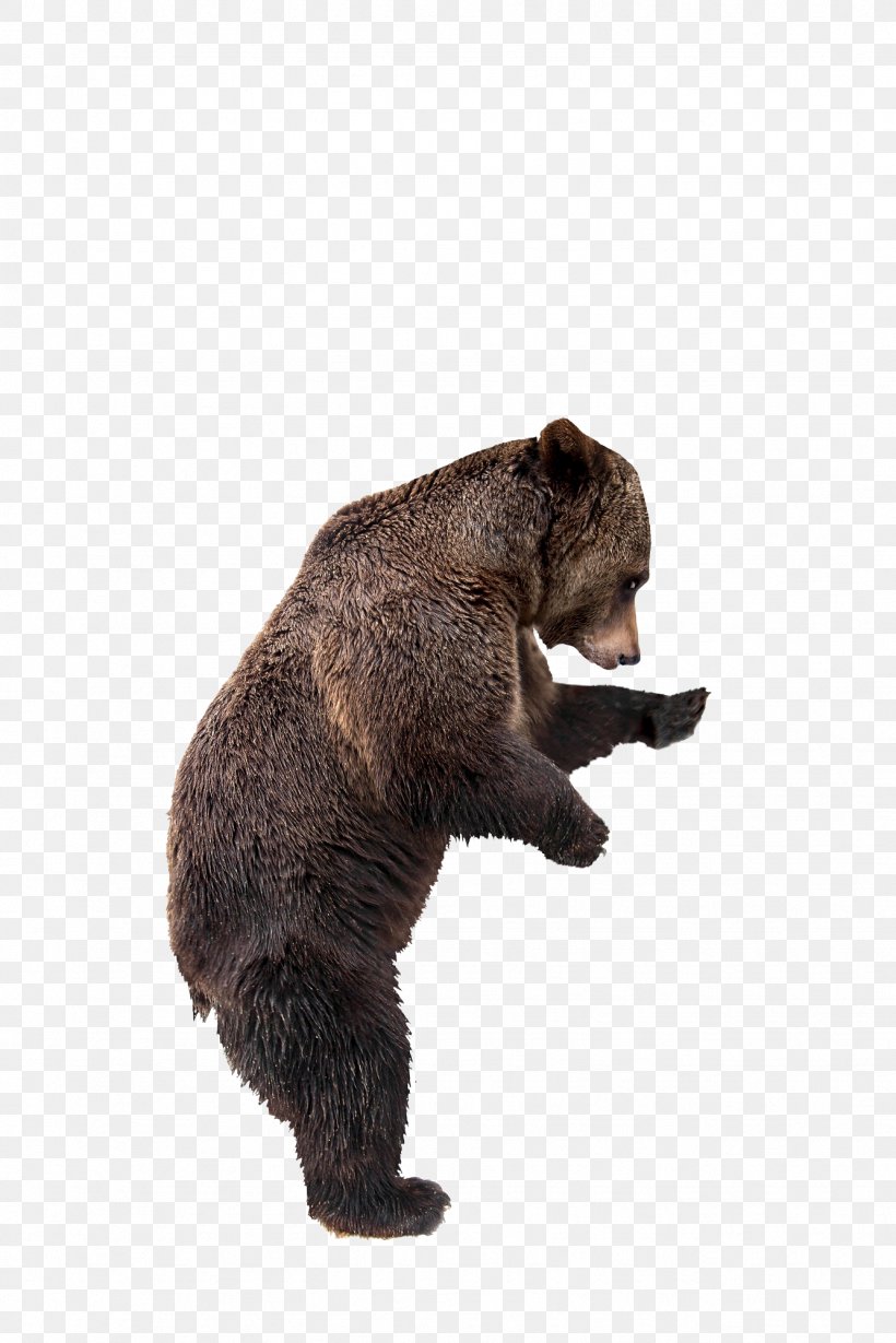 Grizzly Bear Kamchatka Brown Bear Stock Photography Kodiak Bear, PNG, 1334x2000px, Grizzly Bear, Bear, Bears, Brown Bear, Carnivoran Download Free