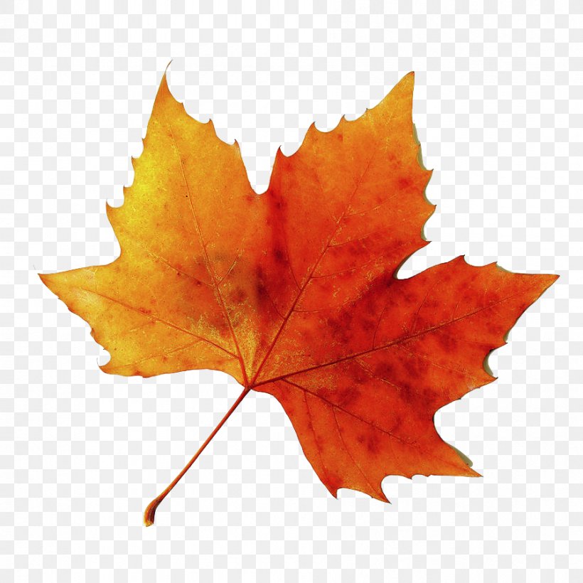 Stock Photography Leaf Autumn Image, PNG, 899x900px, Stock Photography, Autumn, Autumn Leaf Color, Black Maple, Canvas Download Free