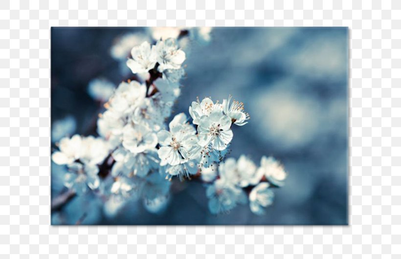 Stock Photography Royalty-free, PNG, 750x530px, Stock Photography, Blossom, Blue, Branch, Cherry Blossom Download Free