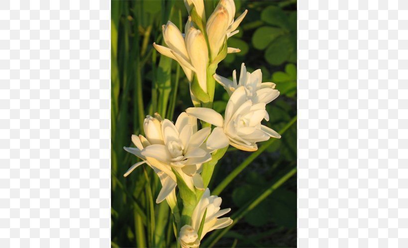 Tuberose Gladiolus Daylily, PNG, 500x500px, Tuberose, Daylily, Flora, Flower, Flowering Plant Download Free