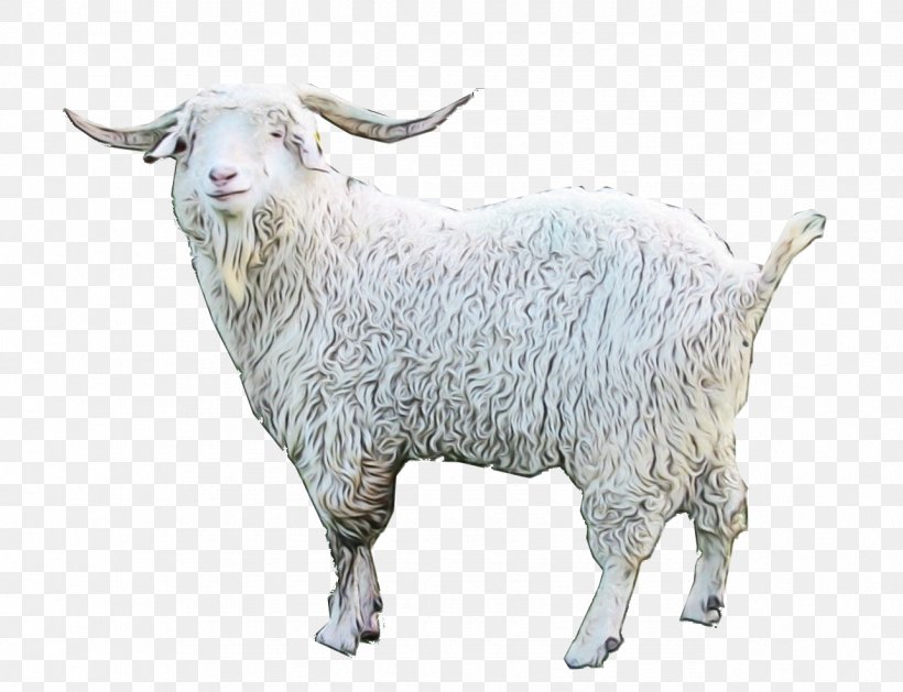 Boer Goat Black Bengal Goat Angora Goat Anglo-Nubian Goat, PNG, 1285x986px, Boer Goat, Anglonubian Goat, Angora Goat, Animal Figure, Black Bengal Goat Download Free