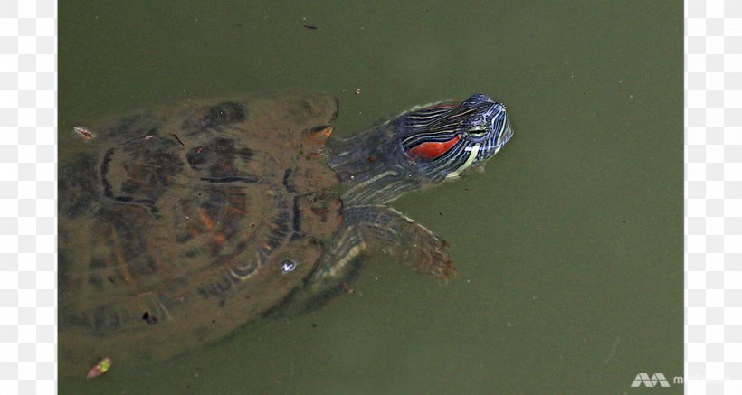 Box Turtle Tortoise Animal Emydidae, PNG, 991x529px, Box Turtle, Animal, Emydidae, Fauna, Organism Download Free