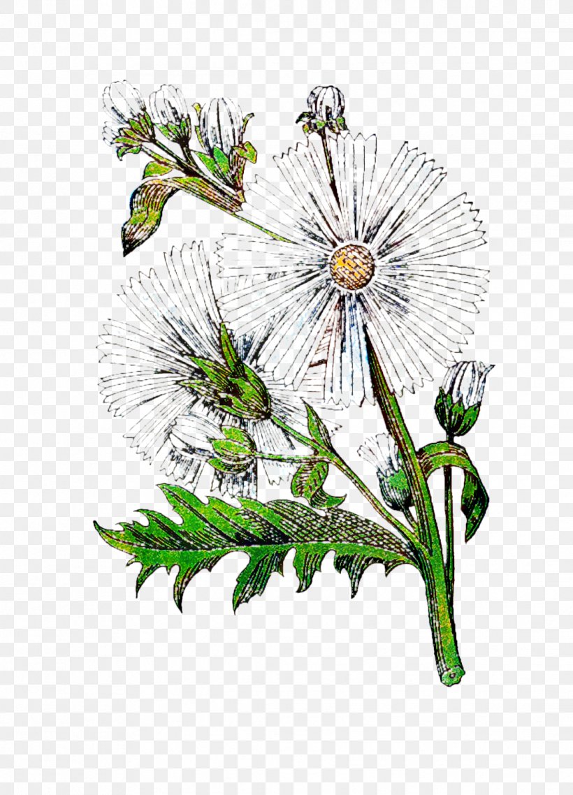Cut Flowers Floral Design Illustration Plant Stem, PNG, 1109x1540px, Cut Flowers, Botany, Branch, Camomile, Chamomile Download Free