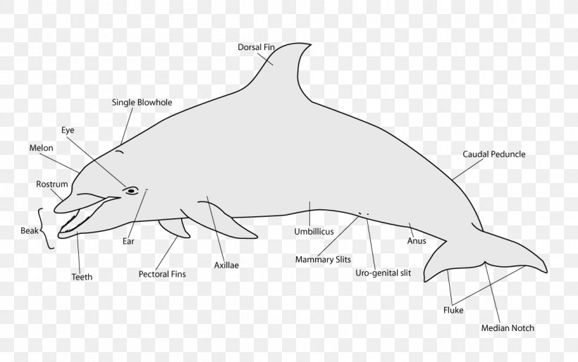 Dolphin Porpoise Ocean Cetacea Whale, PNG, 1152x723px, Dolphin, Area, Bird, Black And White, Cartoon Download Free