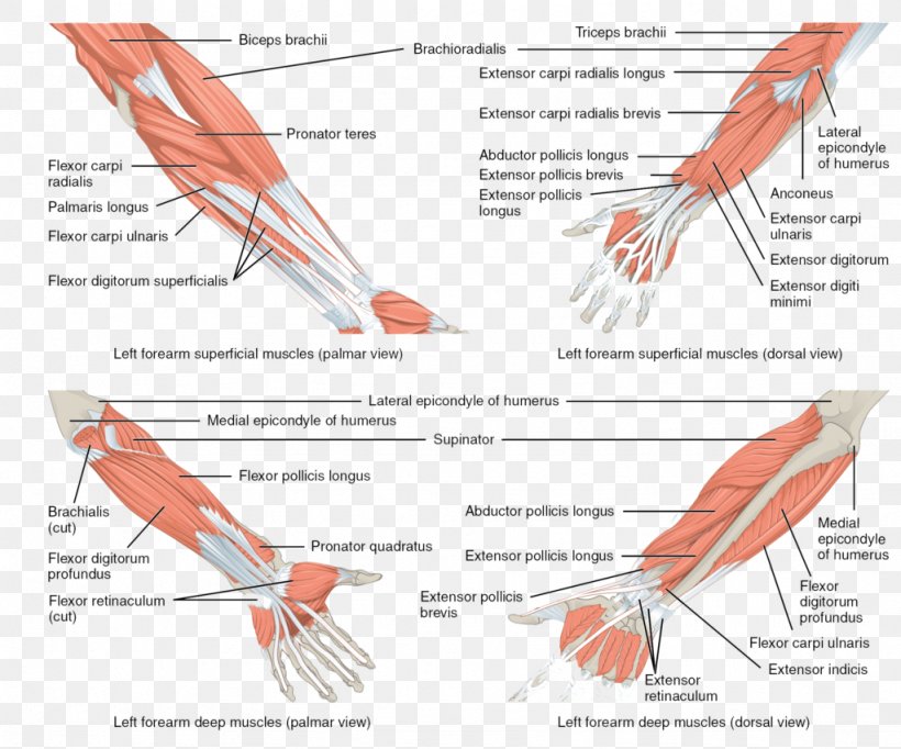 Anterior Compartment Of The Forearm Muscle Anatomy, PNG, 1024x852px, Forearm, Anatomy, Anterior Compartment Of The Forearm, Arm, Biceps Download Free