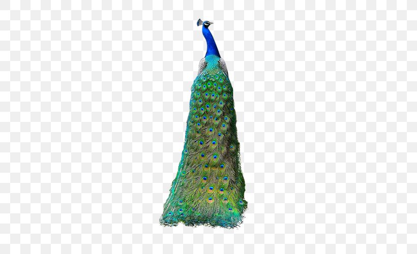 Bird Peafowl, PNG, 500x500px, Bird, Asiatic Peafowl, Coreldraw, Dress, Feather Download Free